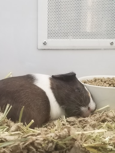 Pet Supply Store «Petco Animal Supplies», reviews and photos, 3380 124th Ave NW, Coon Rapids, MN 55433, USA