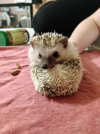 Pet Supply Store «Petco Animal Supplies», reviews and photos, 205 Washington St #11, Hudson, MA 01749, USA