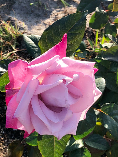 Computer Store «Apple Millenia», reviews and photos, 4200 Conroy Rd, Orlando, FL 32839, USA