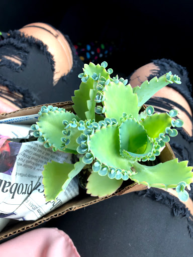 Florist «Ames Greenhouse», reviews and photos, 3011 S Duff Ave, Ames, IA 50010, USA