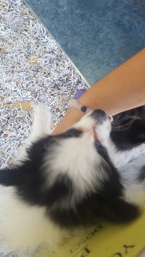 Pet Store «V.I. Pets», reviews and photos, 11975 E Lakewood Blvd, Holland, MI 49424, USA