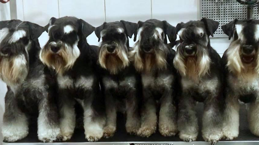 Peluquerias caninas en Granada