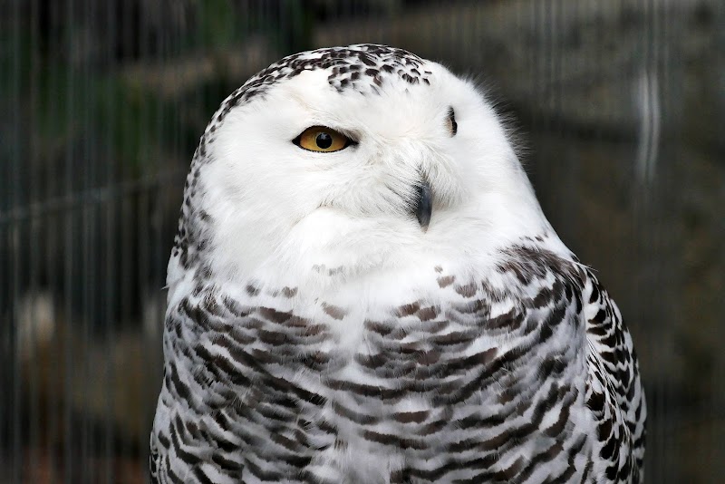 フクロウ舎 上野動物園