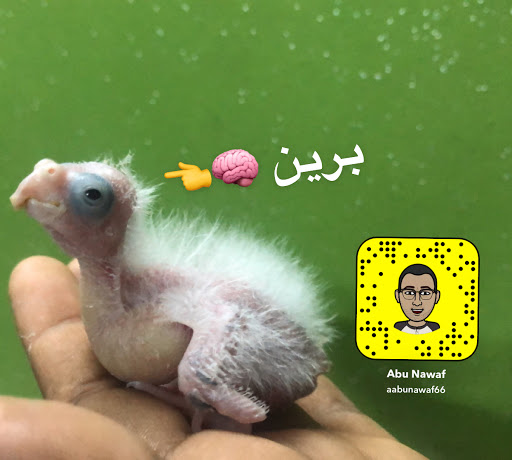 ابو نواف لتربية الببغاوات ومكاثرتها وبيعها بحي النسيم