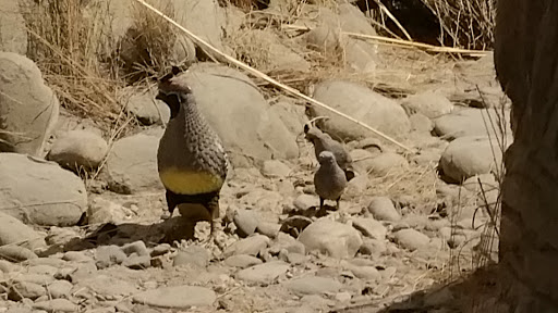 Tourist Attraction «Arizona Museum of Natural History», reviews and photos, 53 N Macdonald, Mesa, AZ 85201, USA
