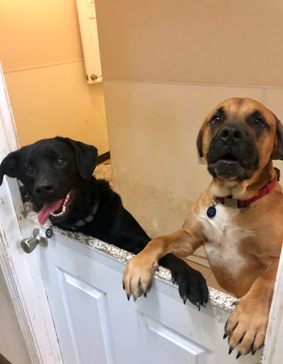 Pet Boarding Service «Howliday Inn Suites & Treats Pet Resort», reviews and photos, 1 Davis Ct, Hurricane, WV 25526, USA