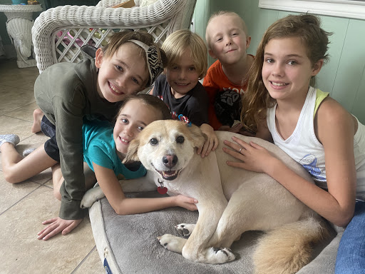 Pet Supply Store «Petsense Vicksburg», reviews and photos, 3405 Pemberton Square Blvd, Vicksburg, MS 39180, USA