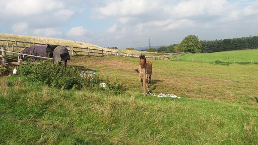 Knowle Hill Equestrian