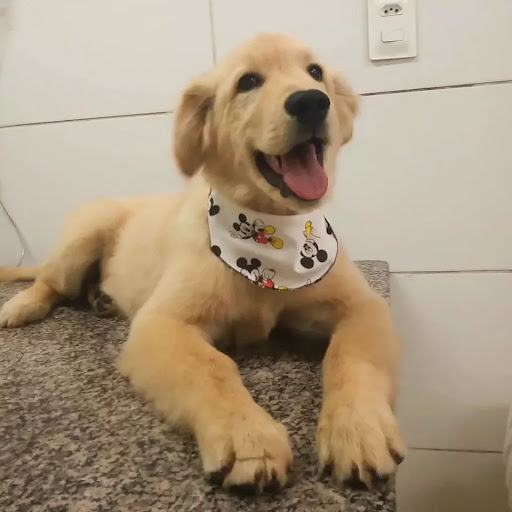 Logo da empresa - Pet Hobby