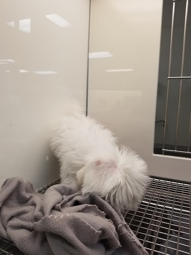 Pet Store «Petland Las Vegas», reviews and photos, 8800 W Charleston Blvd #3, Las Vegas, NV 89145, USA