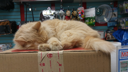 Pet Supply Store «Dogge Style Pets Passyunk», reviews and photos, 1700 E Passyunk Ave, Philadelphia, PA 19148, USA