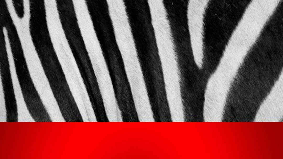 Zebra Coalition