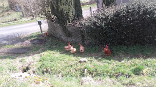 Photo n°1 de D & B Denise à Arpajon-sur-Cère ()