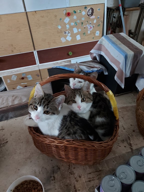 Kleintierpraxis Dr. med. vet. Sabine Zars