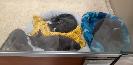 Pet Supply Store «PetSmart», reviews and photos, 2017 N Prospect Ave, Champaign, IL 61822, USA