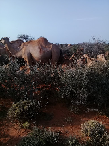 Museum «The Somali Museum of Minnesota», reviews and photos, 1516 E Lake St #011, Minneapolis, MN 55407, USA