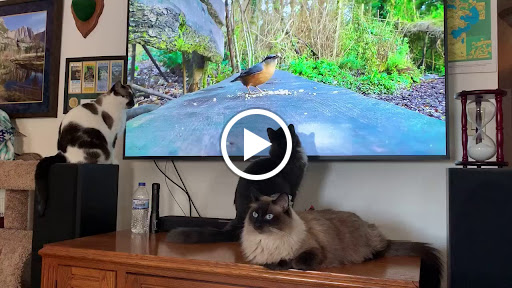 Bowling Alley «The Ashwaubenon Bowling Alley», reviews and photos, 2929 Allied St, Green Bay, WI 54304, USA