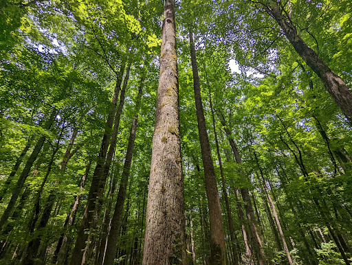 National Park «Great Smoky Mountains National Park», reviews and photos