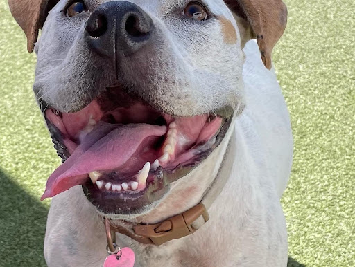 Whitaker Dog Day Camp - Dog Daycare and Boarding image