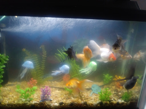 Pet Supply Store «Pet Supplies Plus», reviews and photos, 2600 McFarland Blvd E U, Tuscaloosa, AL 35405, USA