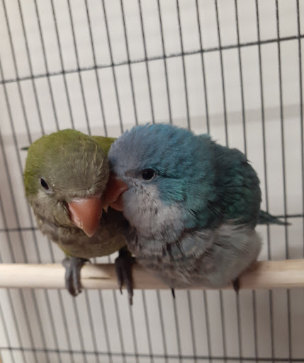 Pet Store «Discount Pet & Supplies», reviews and photos, 16320 Middlebelt Rd, Livonia, MI 48154, USA