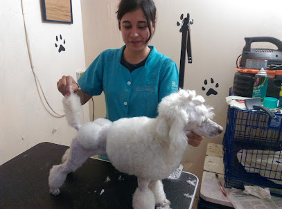 Clínica veterinaria y estetica canina La Pulga
