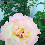 Photo n°5 de l'avis de Sabine.u fait le 02/09/2023 à 17:22 sur le  Waldgasthof Buchenhain à Baierbrunn