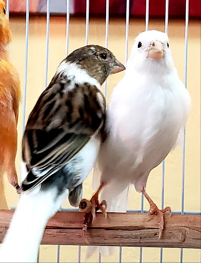 Pet Store «Louis Birds Pets & Supplies», reviews and photos, 80 Keyes St, San Jose, CA 95122, USA