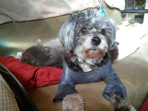 Pet Supply Store «Petco Animal Supplies», reviews and photos, 10235 Indianapolis Blvd, Highland, IN 46322, USA