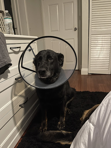 Pet Supply Store «PetSmart», reviews and photos, 4151 Turtle Creek Dr, Coral Springs, FL 33067, USA