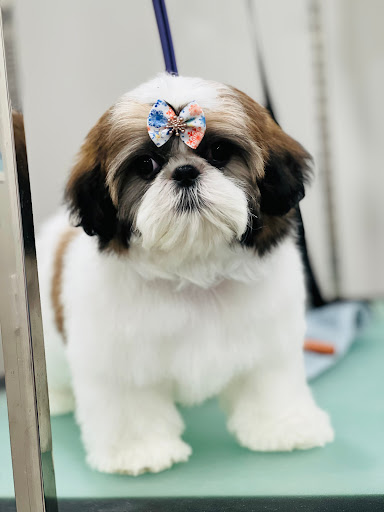 Shih tzu puppies
