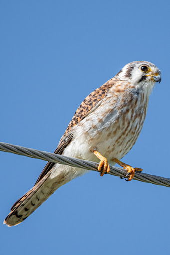 Nature Preserve «Lake Apopka Wildlife Drive», reviews and photos, 2803 Lust Rd, Apopka, FL 32703, USA