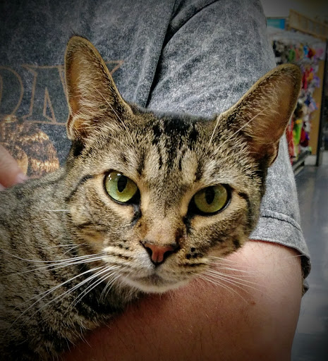 Pet Supply Store «Petco Animal Supplies», reviews and photos, 4325 Lovers Ln, Dallas, TX 75225, USA