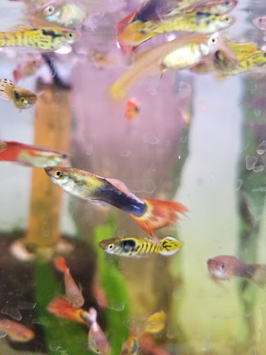 Tropical Fish Store «Aquarium Oddballs», reviews and photos, 6115 E 31st St, Tulsa, OK 74135, USA