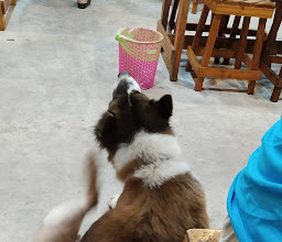 ยำแป๊ป photo