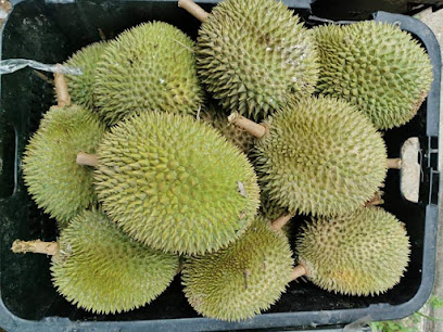 3333 Ss2 Durian King