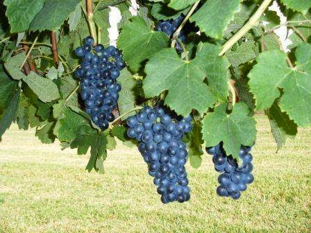 Winery «Arché Winery & Vineyard», reviews and photos, 228 Wagner Rd, St Jo, TX 76265, USA