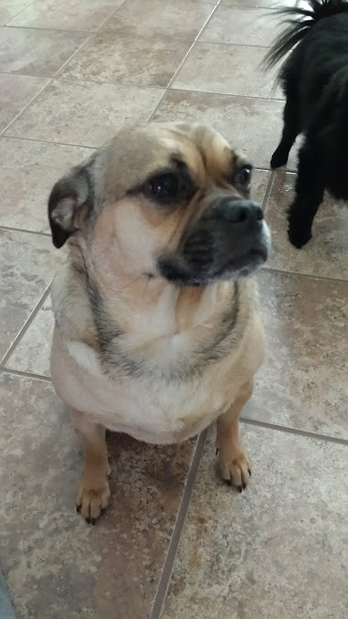 Airway Veterinary Hospital