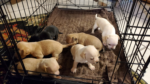 Pet Supply Store «PetSmart», reviews and photos, 5001 Sergeant Rd, Sioux City, IA 51106, USA