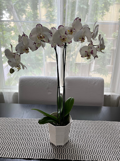 Garden Center «Ladera Garden & Gifts», reviews and photos, 3130 Alpine Rd #380, Portola Valley, CA 94028, USA