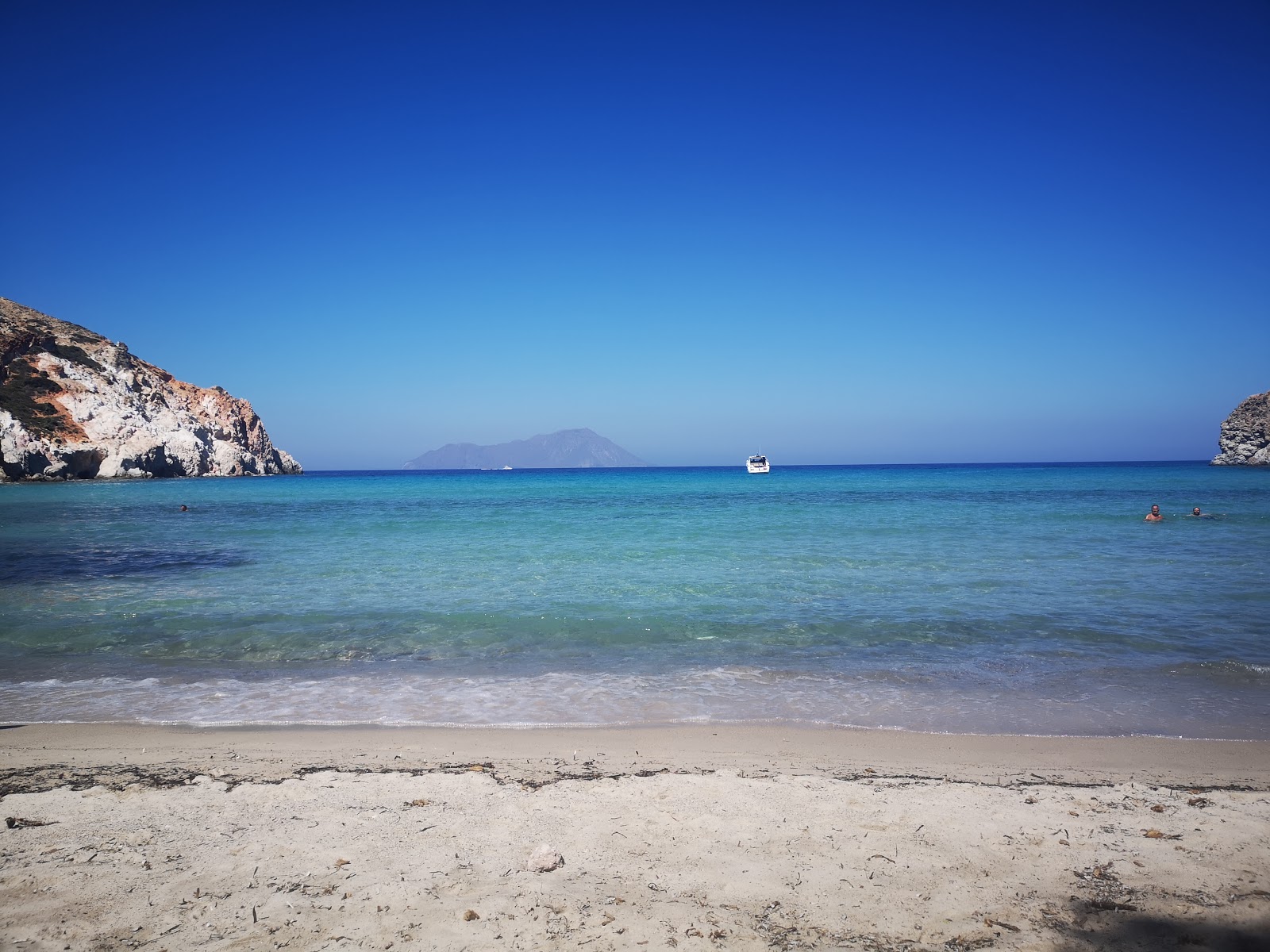 Plathiena photo #8