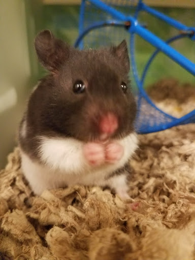 Pet Supply Store «PetSmart», reviews and photos, 2840 W Chandler Blvd, Chandler, AZ 85224, USA