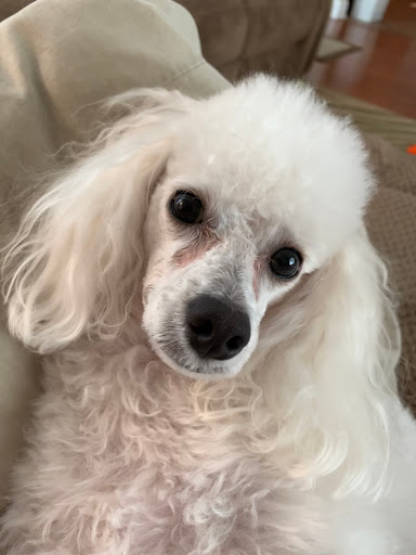 Pet Supply Store «PetSmart», reviews and photos, 1391 S Commons Dr, Myrtle Beach, SC 29588, USA