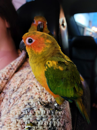 Pet Store «Off The Hook Exotics Pet Shop», reviews and photos, 926 5th Ave, Coraopolis, PA 15108, USA