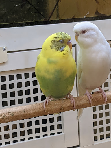 Pet Supply Store «PetSmart», reviews and photos, 1115 Vidina Pl, Oviedo, FL 32765, USA