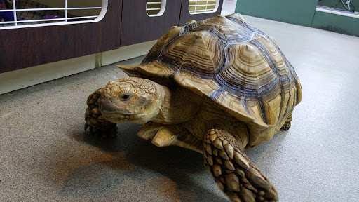 Pet Store «Petland Pensacola», reviews and photos, 6235 N Davis Hwy, Pensacola, FL 32504, USA