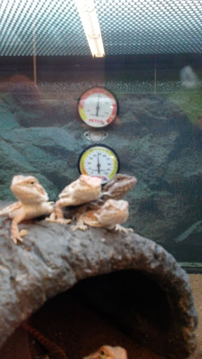 Pet Supply Store «Petco Animal Supplies», reviews and photos, 264 Dillon Ridge Way, Dillon, CO 80435, USA