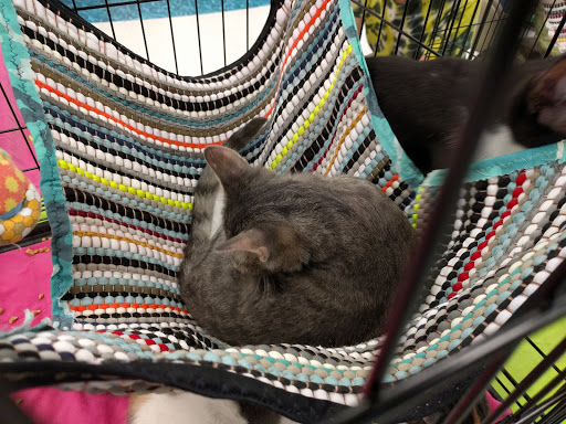 Pet Supply Store «Petco Animal Supplies», reviews and photos, 8111 W Broward Blvd, Plantation, FL 33324, USA