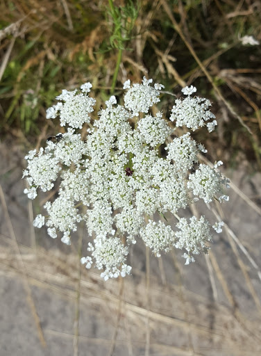 Golf Course «Pumpkin Ridge Golf Club», reviews and photos, 12930 NW Old Pumpkin Ridge Rd, North Plains, OR 97133, USA