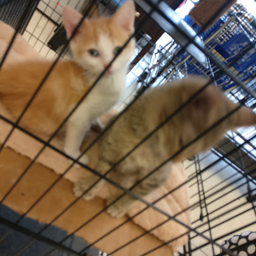 Pet Store «Delhi Pet Center», reviews and photos, 5665 Rapid Run Rd, Cincinnati, OH 45238, USA